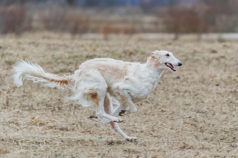 Agility Exercise